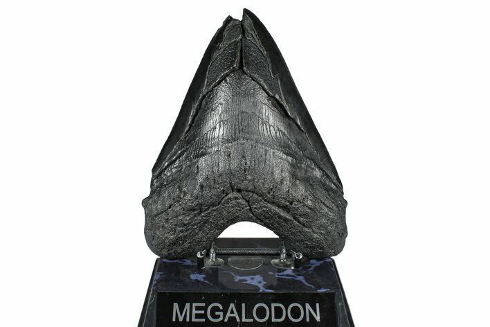 Bargain, Fossil Megalodon Tooth - South Carolina #371761